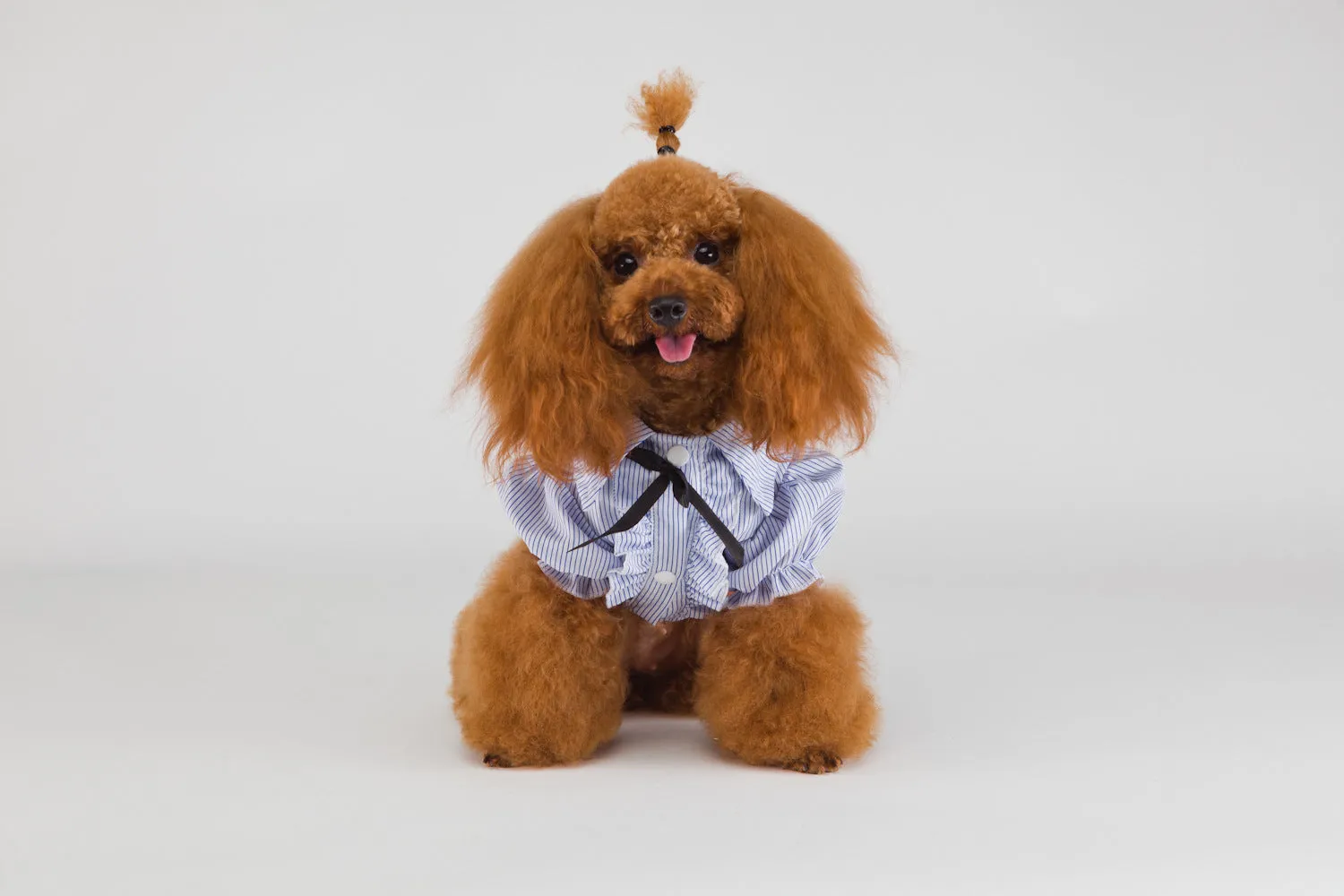 Stripe Fabulously Stylish Shirt for Dog