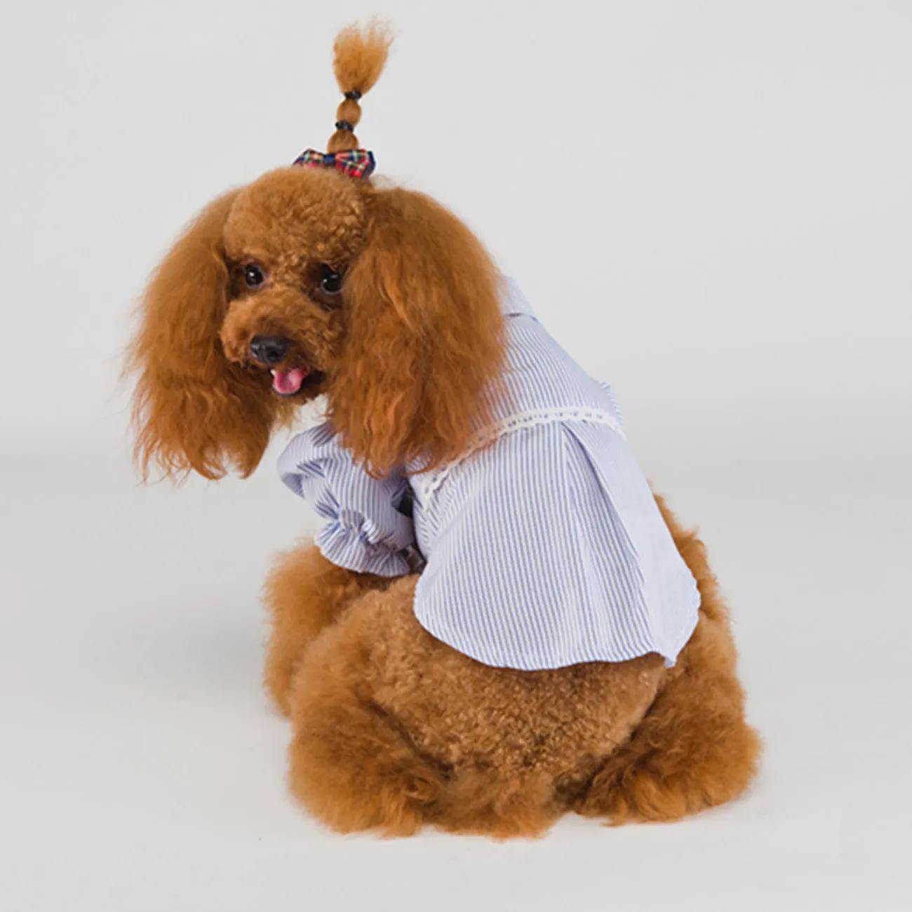Stripe Fabulously Stylish Shirt for Dog