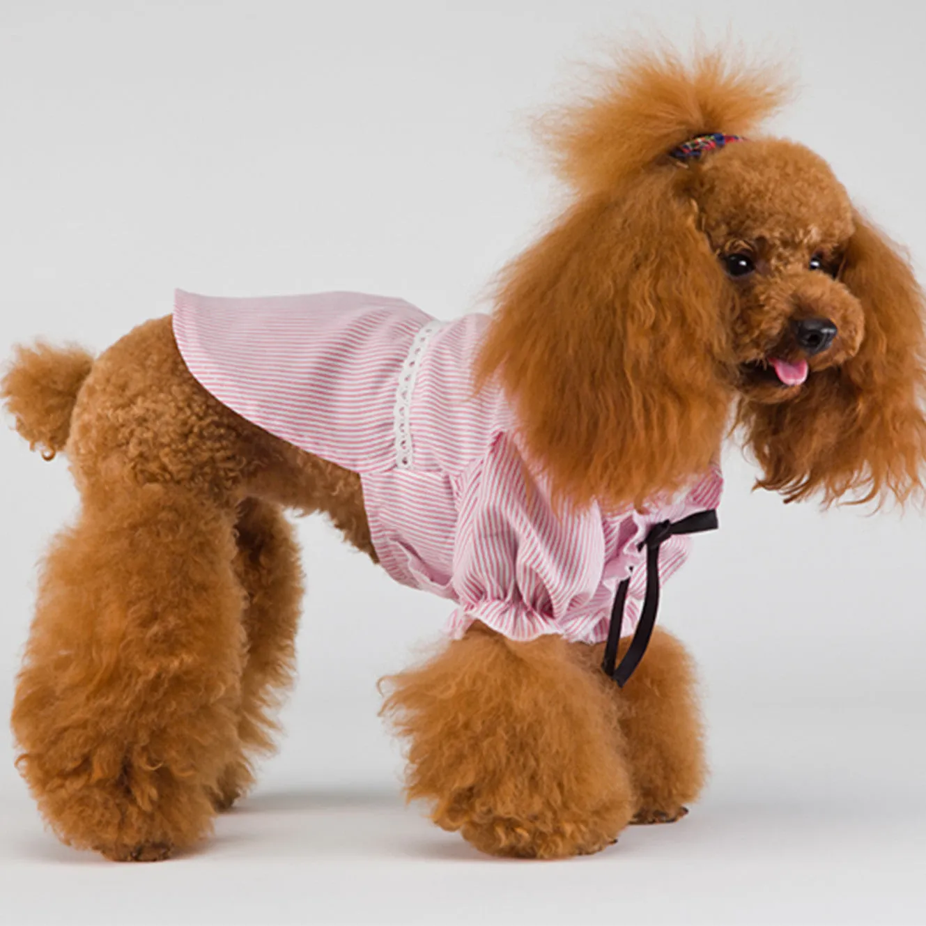 Stripe Fabulously Stylish Shirt for Dog